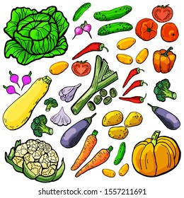 A large set of garden vegetables hand-drawn. Autumn harvest of vegetables from the garden.
