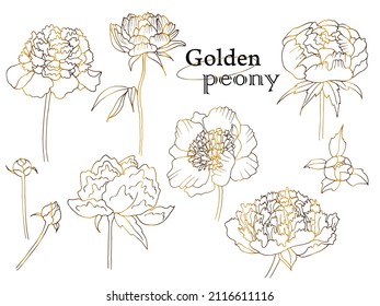 large set of golden vector flowers and leaves, peony, elements