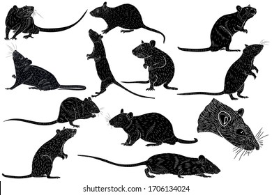 Large set of graphic illustration of a black silhouette of a realistic rat in isolate on a white background. Vector illustration