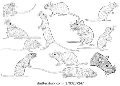 Large set of graphic illustration of a realistic rat in isolate on a white background. Vector illustration