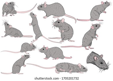 Large set of graphic illustrations of realistic mice isolated on a white background. Vector illustration
