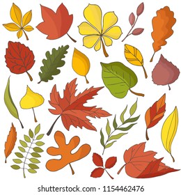Large set of hand drawn colored autumn leaves and branches, vector illustration