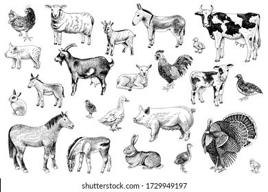 Large set of hand drawn farm animals with their babies - horse, ship, goat, cow, rabbit, turkey, pig, donkey, duck, hen and quail. Vector illustration in retro style