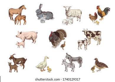 Large set of hand drawn farm animals with their babies - horse, ship, goat, cow, rabbit, turkey, pig, donkey, duck, hen and quail. Colorful vector illustration in retro style