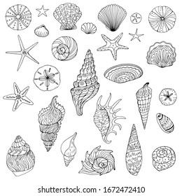 large set of hand drawn shells