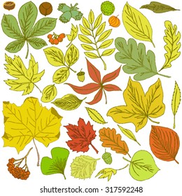 Large set of hand-drawn autumn leaves of red, orange, yellow and green flowers of such trees as ash, birch, oak, maple, chestnut and other fruits of mountain ash, hawthorn, oak and chestnut.