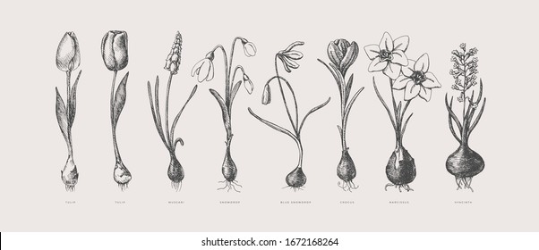 Large set of hand-drawn first spring flowers. Tulips, snowdrops, crocus, daffodil, hyacinth with bulbs vector illustration. Botanical retro image for garden background, floral design.
