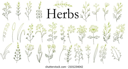 A large set of hand-drawn vector flowers and branches with leaves, flowers, berries. Collection of flower sketches. Decorative elements for design