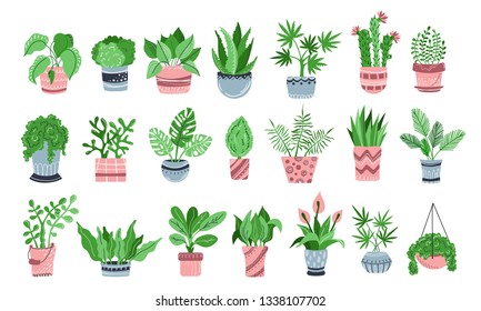 Large set of home plants or flowers in pots, home garden or greenhouse, collection of isolated elements on white. Flat style, Scandinavian. Vector illustration