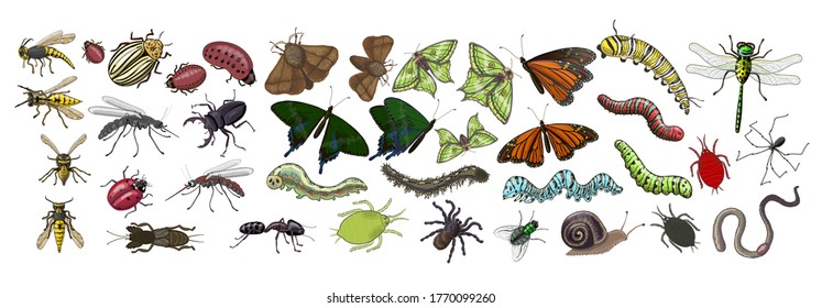 Large set of insects, in it butterflies, caterpillars, spiders, aphids, ladybugs, wasps, bees, mosquitoes, stag beetles, worms, dragonflies, snails, flies, ant, Colorado beetles, mole cricket.