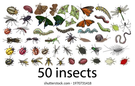 A large set of insects - butterflies, caterpillars, spiders, aphids, ladybugs, wasps, bees, mosquitoes, stag beetle, worm, dragonfly, snail, fly, ant, Colorado beetles, mole cricket, grasshopper and slug