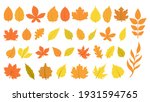 Large set of leaves in autumn colors. 36 different leaves