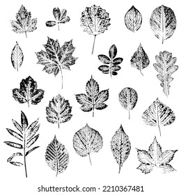 Large set of leaves of different trees and shrubs. Ink print of the texture of the leaves. Vector image, isolated on white background. Natural elements for eco-design.