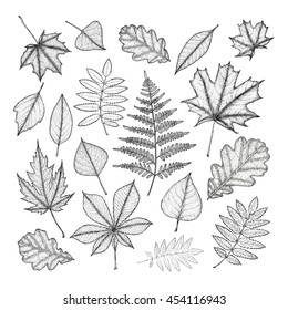 large set of leaves of various trees. Hand drawing. Vector illustration
