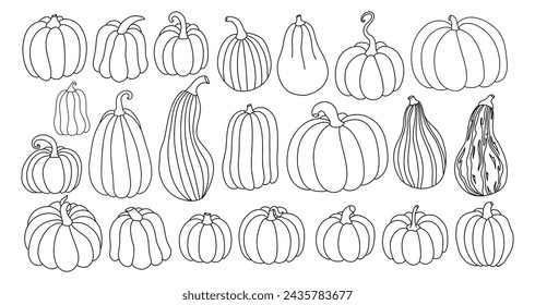 Large set of linear pumpkins on a white background. Vector illustration