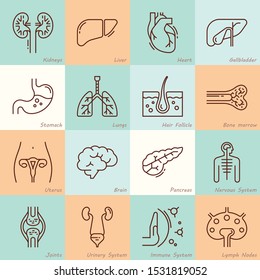 Large set of linear vector icons of human internal organs with signatures. Suitable for print, web and presentations.