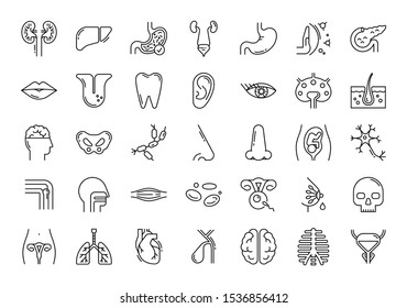 Large Set Of Linear Vector Icons Of Human Internal Organs. Suitable For Print, Web And Presentations.