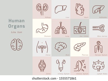 Gran conjunto de iconos vectoriales lineales de órganos internos humanos con firmas. Adecuado para impresión, web y presentaciones.