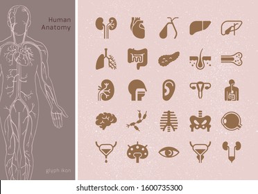 Large set of linear vector icons of human internal organs with signatures. Suitable for print, web and presentations.