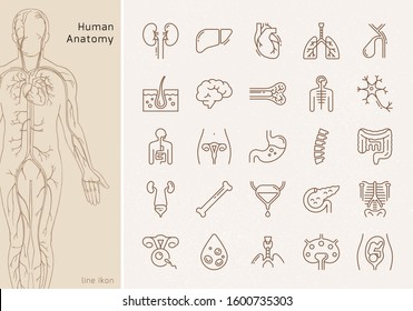 Large set of linear vector icons of human internal organs with signatures. Suitable for print, web and presentations.