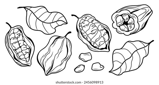 large set on the theme of cocoa. Whole and opened fruits, cocoa leaves and cocoa beans