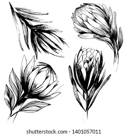 Large set with a large protea flower. Buds and leaves in different angles. Hand draws a pencil. Black and white set with beautiful flowers on a white isolated background. For textile, design, scrapboo