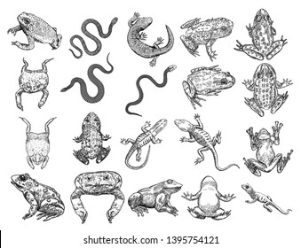 Large set of reptiles frog, toad, lizard and snakes. Stylized drawing of decorative drawn witchcraft, voodoo magic attribute. Illustration for Halloween. Vector