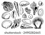 Large set seashells sketch. Clam shells, seabed, sea nature. Hand drawn vector line art illustration.