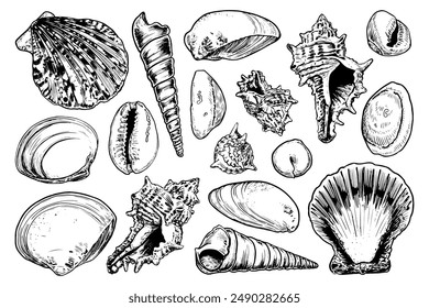 Large set seashells sketch. Clam shells, seabed, sea nature. Hand drawn vector line art illustration.