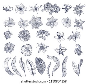 large set, tropical flowers and palm leaves isolated on white background, hand drawing, vector illustration