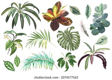 Large set of tropical leaves. Vector elements isolated on white background