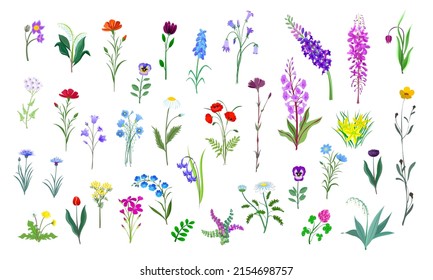 A large set of various colorful wild flowers in isolated on a white background.