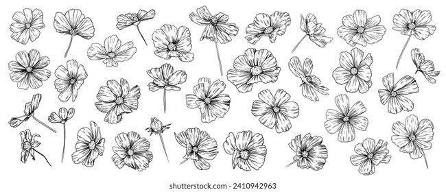 Large set of various cosmea flowers. Hand draw vintage flowers on a white background. Vector floral clipart.

