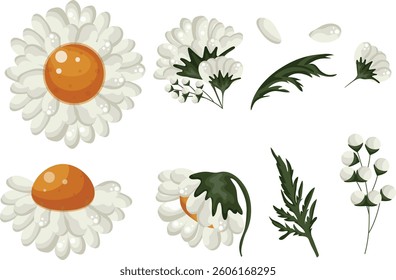 Large set of various white daisy buds of different shapes and bud opening states, for various floral designs and backgrounds
