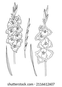 large set of  vector flowers and leaves, gladiolus elements