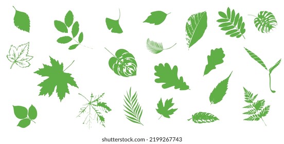 A large set of vector green leaves, a grass element. Collection of tropical leaves. It can be used as an isolated sign and symbol. Collection of spring botanical illustrations with a floating plane.