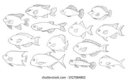 a large set of vector isolated drawings of sea fish. a collection of fish of different shapes and species drawn by hand in the style of a sketch with a black line on a white background for a menu 