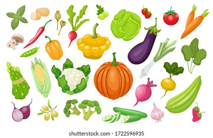 A large set of vegetables. Fresh tomatoes, peppers, pumpkin, paprika, zucchini, corn, carrots, peppers , peas, cabbage, broccoli. Vegeterian organic vector food in flat style. Farm healthy products.