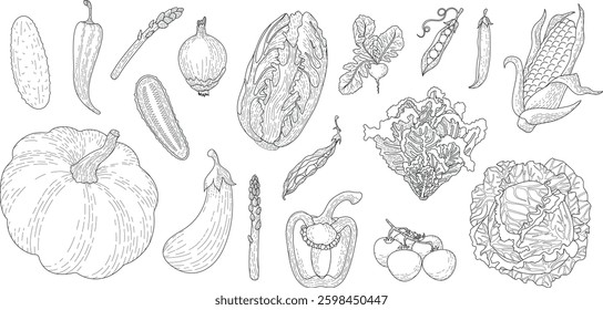 A large set of vegetables. Vector linear graphic images of various vegetables.