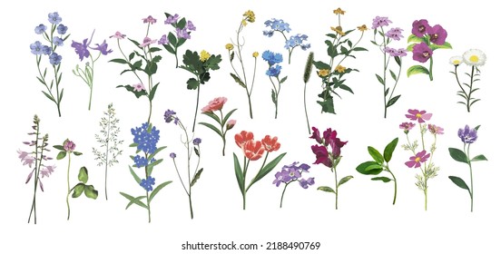 Large set of wild flowers. Isolate on a white background. Vector illustration.