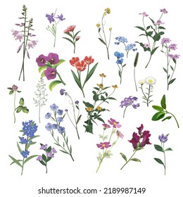 Large set of wild flowers. Isolate on a white background. Vector illustration.