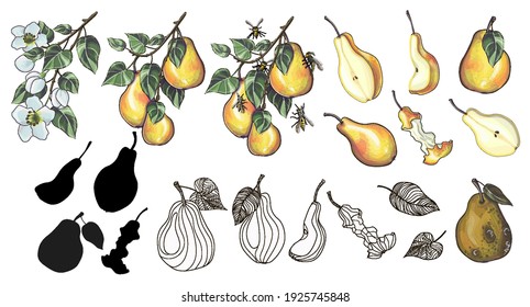 A large set of yellow pears in a cartoon style and doodle - a flowering branch and a branch with pears, pears with wasps, pears of different sizes and shapes, and a rotten pear. Stock vector 