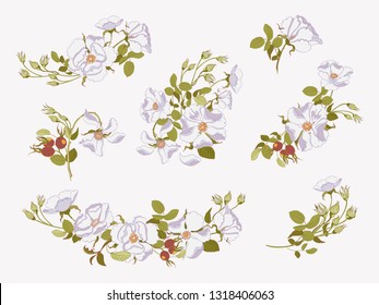 Large setof floral bouquets, arrangement with beautiful white wild rose. Collection flower bunch, design element pastel colors isolated on white background.Vector illustration