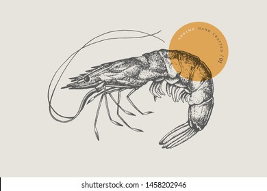 Large shrimp, drawn by graphic lines on a light background. Retro engraving for a menu of fish restaurants, for packaging in markets and in stores. Vector vintage illustration.