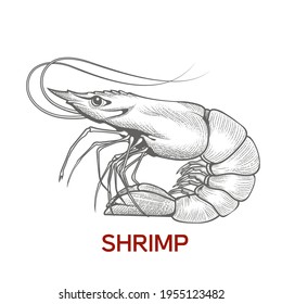 Large shrimp sketch, hand drawn prawn in engraved graphic style for fish menu restaurants and for packaging, vector