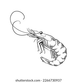 Large shrimp sketch, hand drawn prawn in engraved graphic style for fish menu restaurants and for packaging, vector