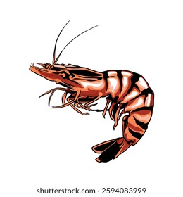 large shrimp with white background separately