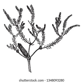 Es ist ein großer Strauchbaum, der breit und lang wächst. Blätter sind eng, deshalb sieht der Stiel haarig aus. Eine wunderschöne Blume, die auf Ast, Vintage-Linie-Zeichnung oder Graviergrafik wächst.