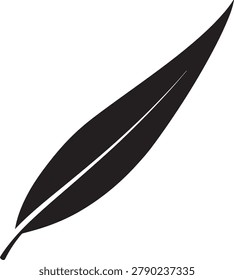 Large single black feather with white midrib isolated on white background