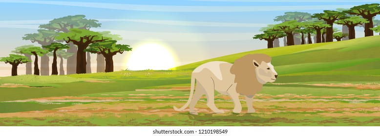 A large single lion with a thick mane is walking along the African savannah. Thickets of baobabs on the horizon. Wildlife of Africa. Realistic Vector Landscape